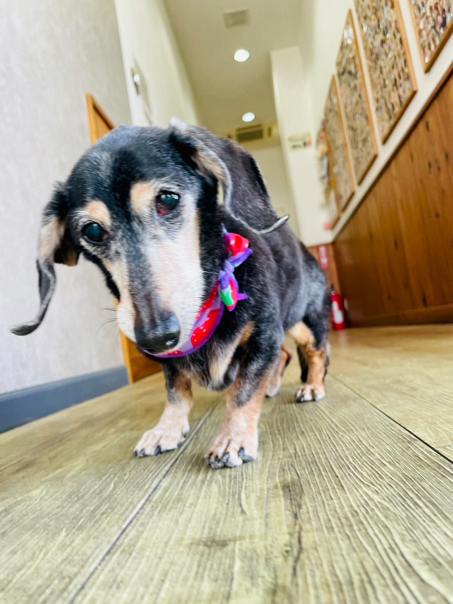 アイナちゃんの写真